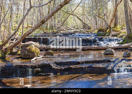 Kleine Wasserfälle in einem blühenden Laubwald ein sonniger Frühlingstag Stockfoto