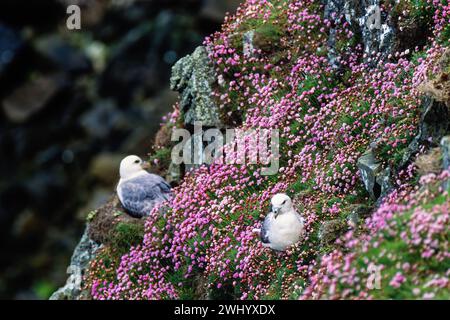 Nesting Northern Fullmars auf einer Klippe mit blühendem Thrift Stockfoto