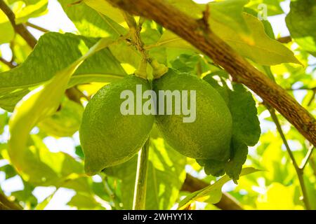 Zwei unreife grüne Zitrone auf dem Baum Stockfoto