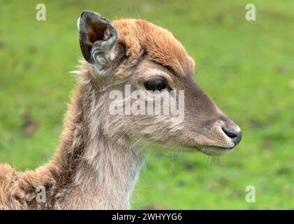 Damhirschkalb, Karwendel, Tirol, Österreich, Juni Stockfoto