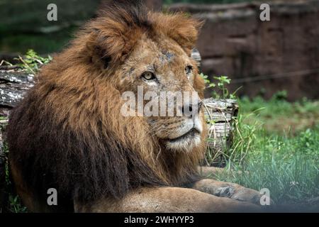 Männlicher afrikanischer Löwe in Gefangenschaft Stockfoto