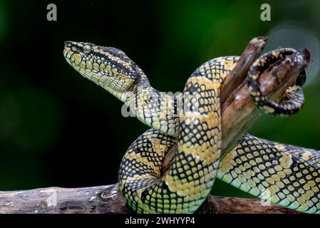 Weiße Grubenviper (Trimeresurus insularis) auf schwarzem Hintergrund Stockfoto