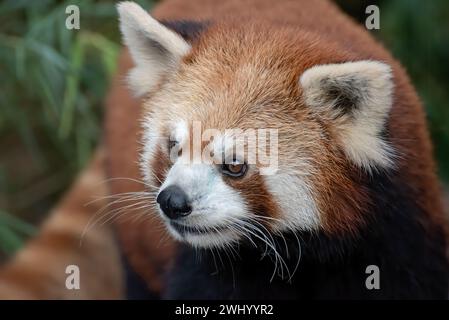 Schöne Bilder eines roten Panda Stockfoto