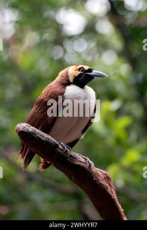 Cendrawasih Vogel auf einem Baumzweig Stockfoto