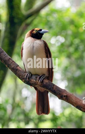 Cendrawasih Vogel auf einem Baumzweig Stockfoto