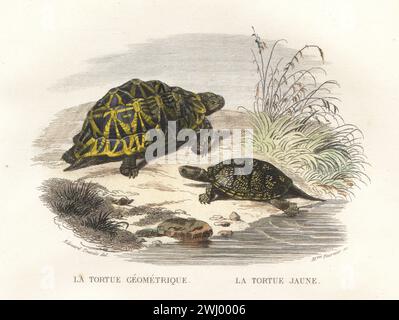 Geometrische Schildkröte, kritisch gefährdet, Psammobates geometricus, und Blanding's Schildkröte, gefährdet, Emydoidea blandingii. La tortue géométrique, Testudo geometrircia, la tortue jaune, Testudo flava. Handkolorierter Stahlstich von Madame Félicie Fournier nach einer Illustration von Edouard Travies aus Bernard Germain de Lacepede Histoire Naturelle de Lacepede, comprenant les cetaces, les quadrupedes ovipares, les Serpents et les Poissons, Furne et Cie, Paris, 1847. Stockfoto