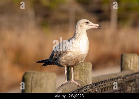 California Seagulls, Nahansicht, Stehen, Fliegen, Stretching, Gemeine Möwe, Santa Barbara, Küstenvögel Stockfoto