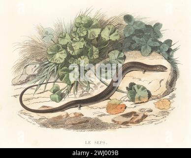 Italienischer Dreizehenfuss oder zylindrischer Stinkhaken, Chalzide Chalzide. Le SEPs, Zygnis chalcidicus, Lacerta Chalcides. Handkolorierter Stahlstich von Alexandre Manceau nach einer Illustration von Edouard Travies aus Bernard Germain de Lacepede Histoire Naturelle de Lacepede, comprenant les cetaces, les quadrupedes ovipares, les Serpents et les Poissons, Furne et Cie, Paris, 1847. Stockfoto