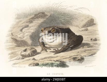 Gemeinsame europäische Kröte, Bufo bufo. Le Crapaud Commun, Bufo cinereus, Rana bufo, Bufo vulgaris. Handkolorierter Stahlstich von Madame Félicie Fournier nach einer Illustration von Edouard Travies aus Bernard Germain de Lacepede Histoire Naturelle de Lacepede, comprenant les cetaces, les quadrupedes ovipares, les Serpents et les Poissons, Furne et Cie, Paris, 1847. Stockfoto