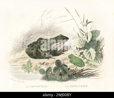 Speisefrosch oder Schwimmbadfrosch, Pelophylax lessonae und Europäischer Baumfrosch, Hyla arborea. Gemeinde La grenouille, Rana esculenta, la raine-verte, Calamita arboreus. Handkolorierter Stahlstich von Madame Félicie Fournier nach einer Illustration von Edouard Travies aus Bernard Germain de Lacepede Histoire Naturelle de Lacepede, comprenant les cetaces, les quadrupedes ovipares, les Serpents et les Poissons, Furne et Cie, Paris, 1847. Stockfoto