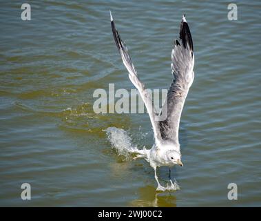 California Seagulls, Nahansicht, Stehen, Fliegen, Stretching, Gemeinsame Möwe, Santa Barbara, Küstenvögel, Möwenporträt Stockfoto