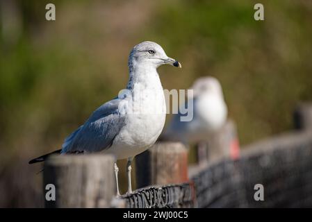 California Seagulls, Nahansicht, Stehen, Fliegen, Stretching, Gemeinsame Möwe, Santa Barbara, Küstenvögel, Möwenporträt Stockfoto