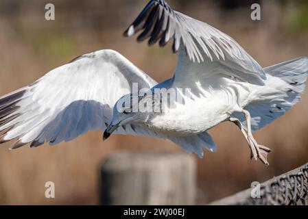 California Seagulls, Nahansicht, Stehen, Fliegen, Stretching, Gemeinsame Möwe, Santa Barbara, Küstenvögel, Möwenporträt Stockfoto