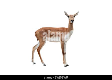 antilope (Antilope cervicapra) isoliert auf weißem Hintergrund Stockfoto