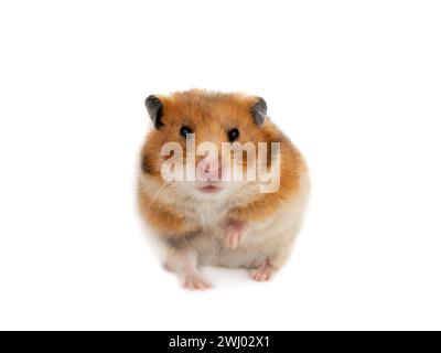 Syrischer Hamster isoliert auf weißem Hintergrund Stockfoto