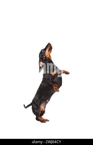Reinrassiger entzückender Hund, schwarzer Dachshund, der auf Hinterbeinen steht, isoliert über weißem Studiohintergrund Stockfoto