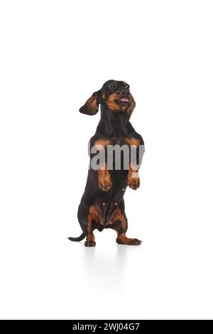Lustiger, verspielter, entzückender reinrassiger Hund, schwarzer Dachshund, der auf Hinterbeinen steht und die Zunge isoliert über weißem Studiohintergrund herausragt Stockfoto