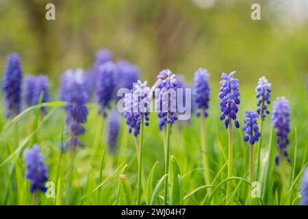 Traubenhyazinthe, armenische Traubenhyazinthe oder Gartentraubenhyazinthe (Muscari armeniacum) blaue Blüten im frühen Frühjahr. Frühe Frühlingsblüte Traubenhyazinthe Stockfoto