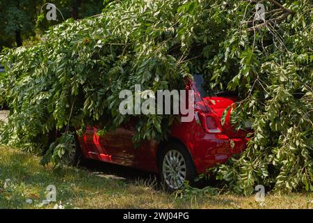 Rotes Auto zertrümmert unter gefallenem Baum nach einem großen Sturm Stockfoto