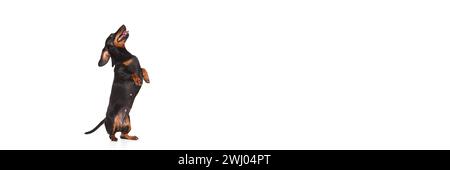 Reinrassiger positiver entzückender Hund, schwarzer Dachshund, der auf Hinterbeinen steht, isoliert über weißem Studiohintergrund Stockfoto