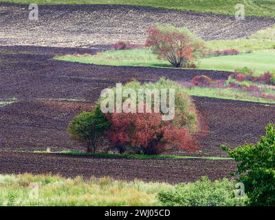 Bäume mitten auf einem gepflügten Ackerfeld. Bearbeitetes Feld, Feld mit Traktorketten. Landschaft im Sommer Herbstsaison Stockfoto