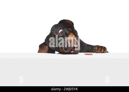 Lustiger Maulkorb mit weit geöffneten Augen. Lustiger, reinrassiger Dachshund, der Snacks isoliert über weißem Studio-Hintergrund isst Stockfoto