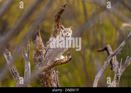 Ein großer, einheimischer, anpassungsfähiger Vogel, der den malerischen Blick auf den Park genießt Stockfoto