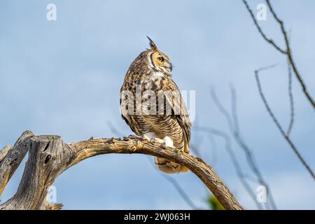 Ein großer, einheimischer, anpassungsfähiger Vogel, der den malerischen Blick auf den Park genießt Stockfoto