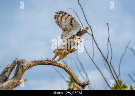 Ein großer, einheimischer, anpassungsfähiger Vogel, der den malerischen Blick auf den Park genießt Stockfoto