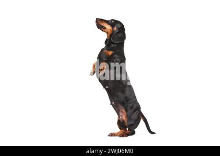 Reinrassiger, hübscher Hund, schwarzer Dachshund, der auf Hinterbeinen steht, isoliert über weißem Studiohintergrund Stockfoto