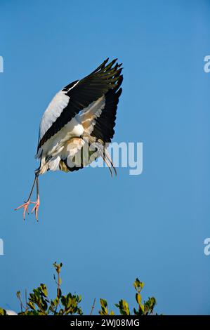 Ein Holzstorch im Flug, isoliert gegen einen blauen Himmel Stockfoto