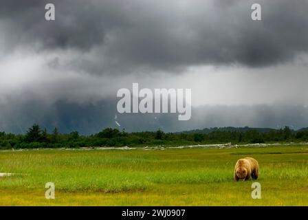 Ein einsamer Grizzlybär, der durch eine grüne Grasfläche schlendert Stockfoto