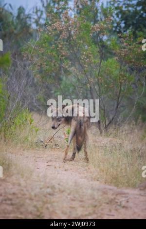 Indischer Wolf, Canis Lupus pallipes, Wolf, männlicher Wolf, Walk, Canid, Karnataka, Indien Stockfoto