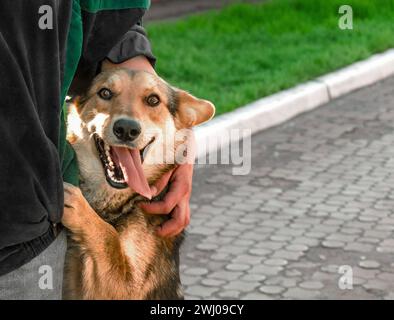 Glücklicher Mischlingerhund steht auf Hinterbeinen neben der Frau Stockfoto