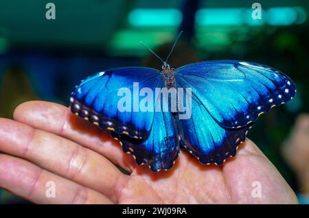 Der hellblaue große Schmetterling sitzt auf einem offenen Menschen Stockfoto