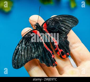 Schwarz-roter großer Schmetterling sitzt auf einem menschlichen offenen Vater Stockfoto