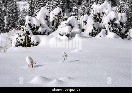 Unerwartete magische Formen eines geheimnisvollen Waldes nach neuem Schneefall Stockfoto