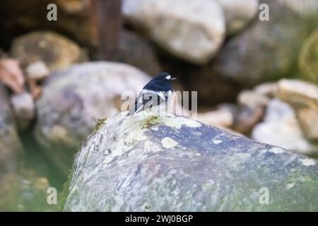 Little Forktail, Enicurus scouleri, Pangolakha Wildlife Sanctuary, Sikkim, Indien Stockfoto