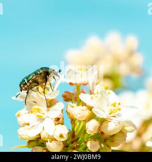 Cetonia aurata, Rosenscheuer, grüne Rosenscheuer auf weißen Blüten der Choisya ternata „Aztec Pearl“ Stockfoto