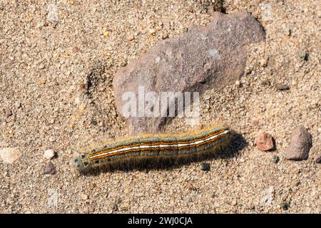 Raupe von Lakaienmotten Stockfoto