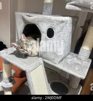 Gemütliches Refugium: Tabby-Katze, die aus einer Plüschkatzenbaumfestung hervorblickt Stockfoto