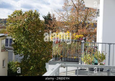 Tagetes im Herbst Stockfoto