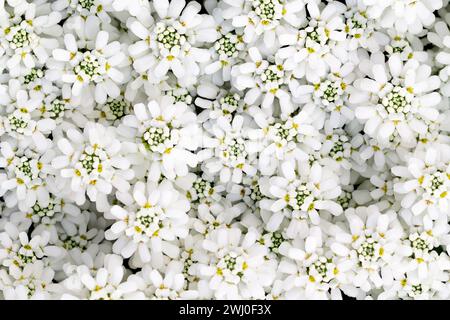 Alyssum - weißer Teppich der Schneepflanze. Großes Blattwerk mit Vollformatstruktur. Nahtloser Hintergrund. Stockfoto