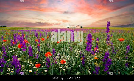 Ackerland, Getreidefeld mit Delfinblüten (larkspur) und Mohn im Sommer bei Sonnenuntergang Stockfoto