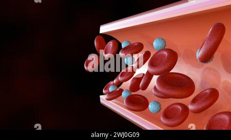 3D-Rendering der roten und weißen Blutkörperchen im Inneren des Blutgefäßes Stockfoto