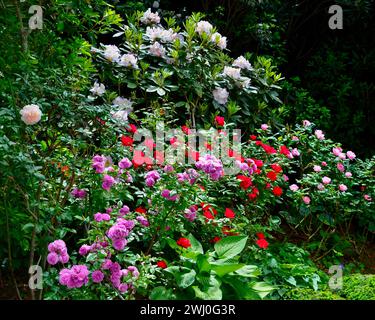 Ein lebendiger Berggarten mit Rosen und Rhododendron Stockfoto