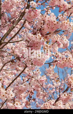 Kirschblüte, Zweige mit rosa Blumen Textur Hintergrund an einem sonnigen Frühlingstag, blauer Himmel Stockfoto