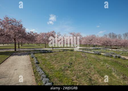 VENARIA REALE, ITALIEN - 29. MÄRZ 2023: Kirschblüte mit rosa Blüte im Garten Reggia di Venaria bei Frühlingssonne Stockfoto