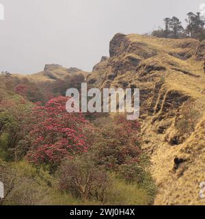 Bergseite in Nepal mit blühenden Rhododendronen. Stockfoto