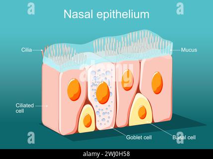 Nasenepithel. Das ziliatierte Säulenepithel. Epithelzellen bilden die Auskleidung von Magen und Darm, Zwölffingerdarm, Eileiter, Uterus, ce Stock Vektor